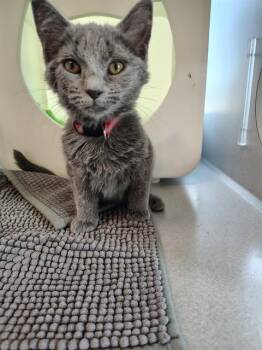 CLAIRE -  Domestic Short Hair Cat for Adoption in Leesburg, Virginia - CLAIRE | PetCurious
