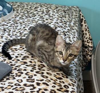 Orion -  Domestic Short Hair and Tabby Cat for Adoption in Dallas, Texas - Orion | PetCurious