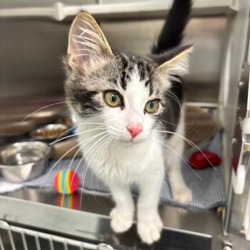 Bishop -  Domestic Medium Hair Cat for Adoption in Clavet, Saskatchewan - Bishop | PetCurious