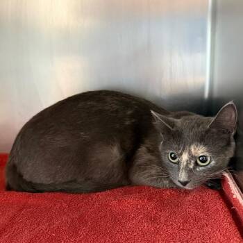 Ricotta -  Domestic Short Hair Cat for Adoption in Council Bluffs, Iowa - Ricotta | PetCurious