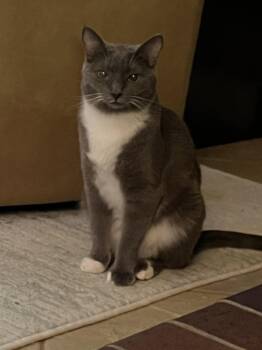 Tahishi and Chelsea -  Tabby and Russian Blue Cat for Adoption in Walnut Creek, California - Tahishi And Chelsea | PetCurious