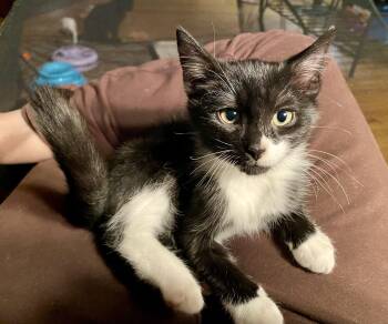 Rescue Tuxedo Cats for Adoption in Bethel, Connecticut - Noodle | PetCurious