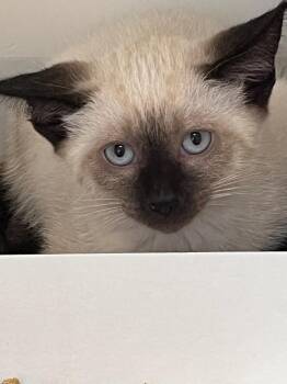 Sinatra -  Domestic Short Hair Cat for Adoption in Greenfield, Indiana - Sinatra | PetCurious