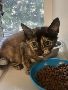 TRINKET -  Domestic Short Hair Cat for Adoption in Long Beach, California - TRINKET | PetCurious