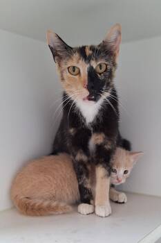 Splash & Splinter -  Calico and Domestic Short Hair Cat for Adoption in Stanton, Kentucky - Splash & Splinter | PetCurious