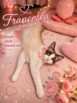 Francesca -  Siamese Cat for Adoption in Reno, Nevada - Francesca | PetCurious