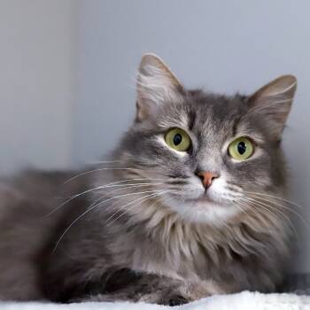 Rescue Domestic Long Hair Cats for Adoption in Los Angeles, California - Ambrosia | PetCurious