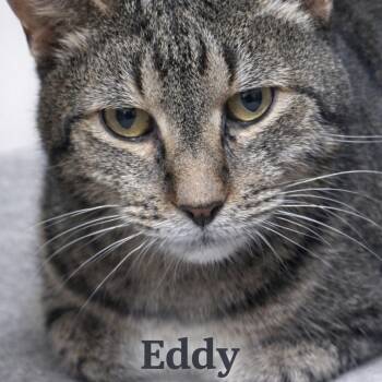 Domestic Short Hair Cats Available for Adoption - EDDY | PetCurious