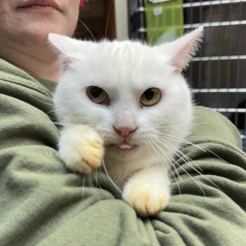 Domestic Short Hair Cats Available for Adoption - Siri | PetCurious