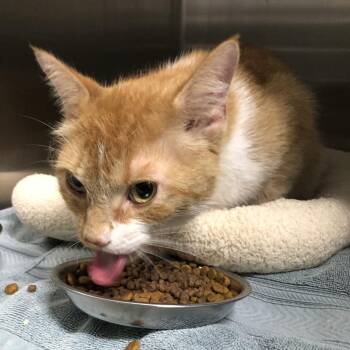 Snapple -  Domestic Short Hair Cat for Adoption in Oak Park, Illinois - Snapple | PetCurious