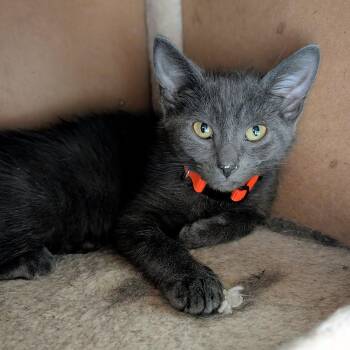 Gilla -  Domestic Short Hair Cat for Adoption in Newburgh, Indiana - Gilla | PetCurious