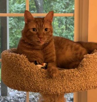 Deckster -  Domestic Short Hair Cat for Adoption in Cincinnati, Ohio - Deckster | PetCurious