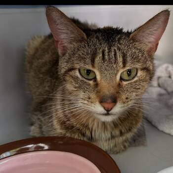 Christine -  Domestic Short Hair Cat for Adoption in Wheeling, Illinois - Christine | PetCurious