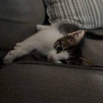 Cricket -  Domestic Short Hair Cat for Adoption in West Palm Beach, Florida - Cricket | PetCurious