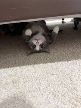 Domestic Short Hair Cats Available for Adoption in Herndon, Virginia - Chase | PetCurious