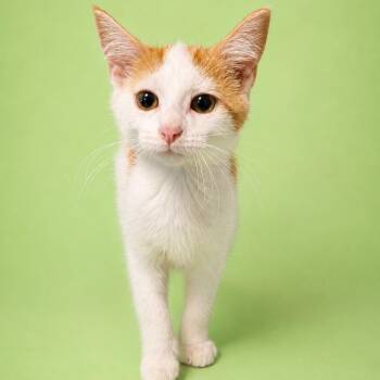 Poseidon -  Domestic Short Hair Cat for Adoption in Summerville, South Carolina - Poseidon | PetCurious