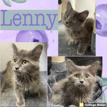 Lenny -  Domestic Medium Hair Cat for Adoption in Clearfield, Pennsylvania - Lenny | PetCurious