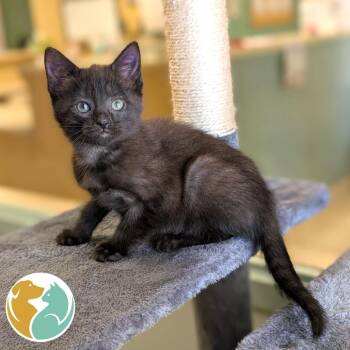Scribble -  Domestic Short Hair Cat Available for Adoption in Toledo, Ohio - Scribble | PetCurious