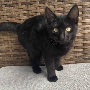 Domestic Short Hair Cats Available for Adoption in West Palm Beach, Florida - Mateo | PetCurious