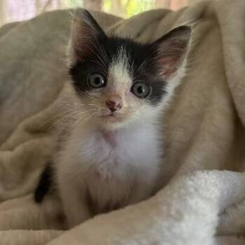 Mister George -  Tuxedo and Domestic Short Hair Cat for Adoption in Friendswood, Texas - Mister George | PetCurious