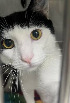 Panda -  Domestic Short Hair and Tuxedo Cat for Adoption in Mendham, New Jersey - Panda | PetCurious