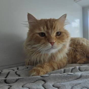 Teddy (Carly) -  Siberian Cat for Adoption in Brampton, Ontario - Teddy (Carly) | PetCurious