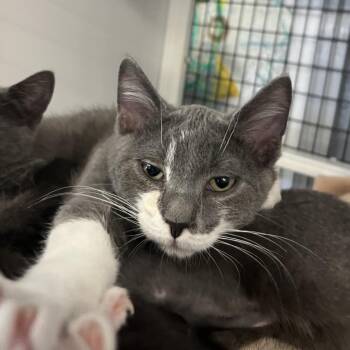 Paul -  Domestic Short Hair Cat for Adoption in Ruckersville, Virginia - Paul | PetCurious