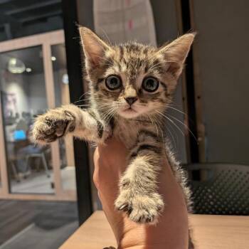 Fuzzy Kiwifruit -  Domestic Short Hair Cat for Adoption in Salt Lake City, Utah - Fuzzy Kiwifruit | PetCurious