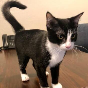 Lillie -  Domestic Short Hair Cat for Adoption in Lodi, California - Lillie | PetCurious