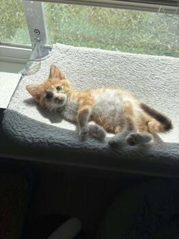 Georgia -  Domestic Short Hair Cat for Adoption in Millcreek, Utah - Georgia | PetCurious