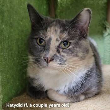 Katydid -  Dilute Calico Cat for Adoption in Mazon, Illinois - Katydid | PetCurious