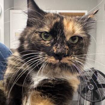 Rosie -  Domestic Medium Hair Cat for Adoption in Greenville, South Carolina - Rosie | PetCurious