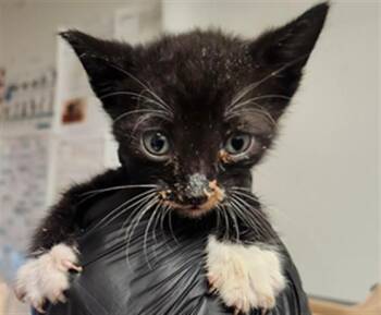 OREO -  Domestic Short Hair Cat for Adoption in Fort Lauderdale, Florida - OREO | PetCurious
