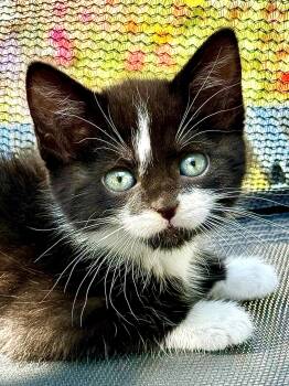 Brown -  Domestic Short Hair Cat for Adoption in Fruit Heights, Utah - Brown | PetCurious
