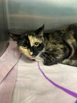 Parton -  Domestic Short Hair Cat for Adoption in Hartsville, South Carolina - Parton | PetCurious