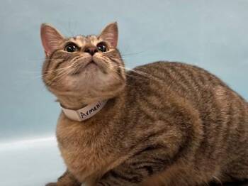 Armani -  Domestic Short Hair Cat for Adoption in Minneapolis, Minnesota - Armani | PetCurious