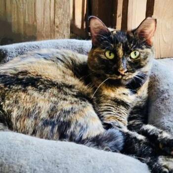 Mocha -  Domestic Short Hair Cat for Adoption in Fort Worth, Texas - Mocha | PetCurious