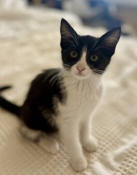Rescue Domestic Short Hair Cats for Adoption in Cypress, California - Domino | PetCurious