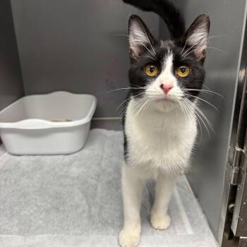 Domestic Short Hair Cats Available for Adoption in Granville, Ohio - Sir Loin | PetCurious