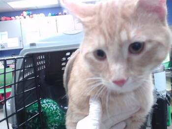 Domestic Short Hair Cats Available for Adoption - ARTY | PetCurious