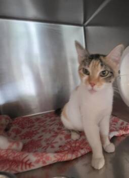 Molly -  Domestic Short Hair Cat for Adoption in Cleveland, Tennessee - Molly | PetCurious
