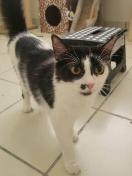 Marilyn -  Domestic Medium Hair Cat for Adoption in San Antonio, Texas - Marilyn | PetCurious