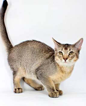 Brioche -  Somali and Domestic Short Hair Cat for Adoption in Morton Grove, Illinois - Brioche | PetCurious