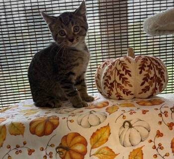 Bruce -  Domestic Short Hair Cat for Adoption in Bethel, Ohio - Bruce | PetCurious