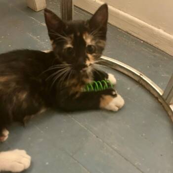 Pitter -  Domestic Short Hair and Extra Toes Cat Hemingway Polydactyl Cat for Adoption in Long Beach, California - Pitter | PetCurious