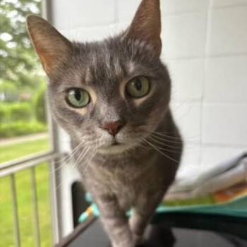 Selina -  Domestic Short Hair Cat for Adoption in Oceanside, New York - Selina | PetCurious