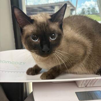 Mrs. Trenchbull -  Domestic Short Hair Cat for Adoption in Columbiana, Alabama - Mrs. Trenchbull | PetCurious