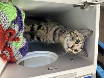 Domestic Short Hair Cats Available for Adoption in Seattle, Washington - Winky | PetCurious