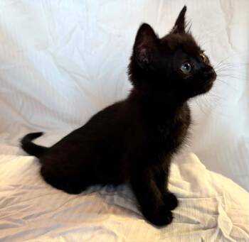 Luna -  Domestic Short Hair Cat for Adoption in Ephrata, Washington - Luna | PetCurious