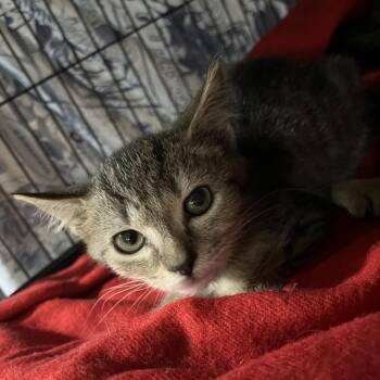 Mandy -  Domestic Short Hair Cat for Adoption in Waldorf, Maryland - Mandy | PetCurious
